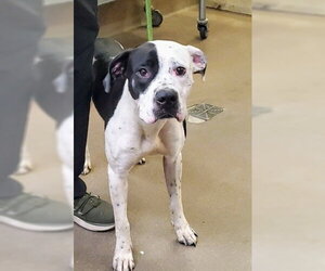 American Pit Bull Terrier-Dalmatian Mix Dogs for adoption in Aurora, IL, USA