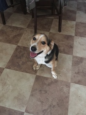 Beagle-German Shepherd Dog Mix Dogs for adoption in GALLATIN, TN, USA