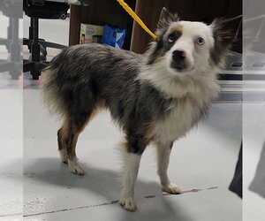 Australian Shepherd Dogs for adoption in Temple, TX, USA