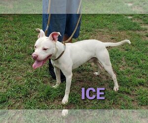 American Pit Bull Terrier Dogs for adoption in Seaford, DE, USA