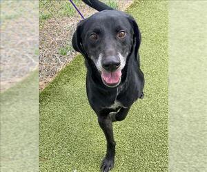 Pointer-Unknown Mix Dogs for adoption in Fayetteville, NC, USA