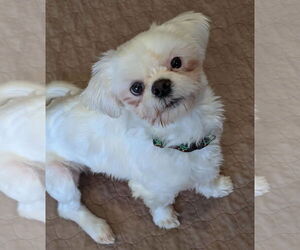 Maltese-Unknown Mix Dogs for adoption in Greensboro, NC, USA