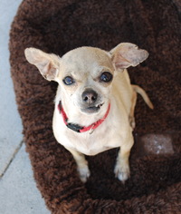 Chihuahua Dogs for adoption in San Jose, CA, USA