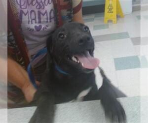 German Shepherd Dog-Unknown Mix Dogs for adoption in Oklahoma City, OK, USA