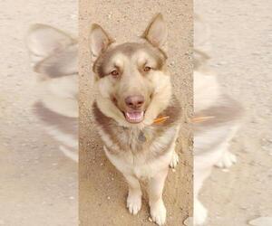 German Shepherd Dog Dogs for adoption in Surprise , AZ, USA