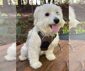 Maltese Dogs for adoption in Ellijay, GA, USA