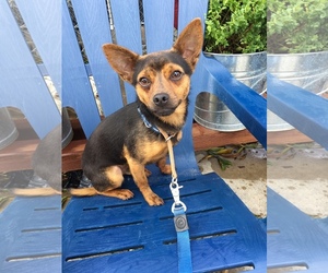Miniature Pinscher Dogs for adoption in Newport Beach, CA, USA