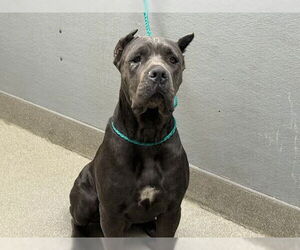 Mutt Dogs for adoption in Las Vegas, NV, USA