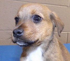 Medium Photo #1 Basset Hound-Lakeland Terrier Mix Puppy For Sale in Oxford, MS, USA