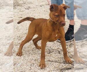 Jack Russell Terrier-Vizsla Mix Dogs for adoption in Pleasanton, TX, USA