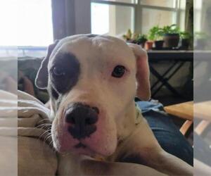 American Pit Bull Terrier Dogs for adoption in Dallas, TX, USA