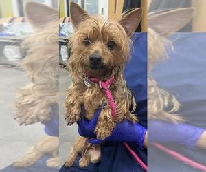 Mutt Dogs for adoption in Forestville, MD, USA