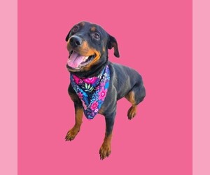 Rottweiler-Unknown Mix Dogs for adoption in Bakersfield, CA, USA
