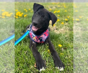 German Shepherd Dog-Unknown Mix Dogs for adoption in Fishers, IN, USA