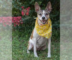 Rat Terrier-Unknown Mix Dogs for adoption in Saint Louis, MO, USA