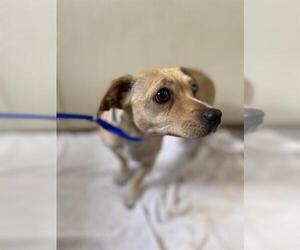 Mutt Dogs for adoption in Chula Vista, CA, USA