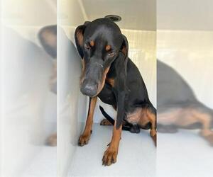 Doberman Pinscher Dogs for adoption in Houston, TX, USA