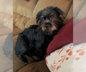 Mutt Dogs for adoption in Brooklyn Center, MN, USA