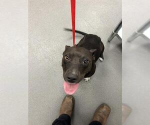 American Pit Bull Terrier Dogs for adoption in Corpus Christi, TX, USA