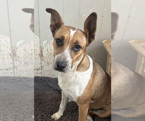 Mutt Dogs for adoption in Boston, MA, USA