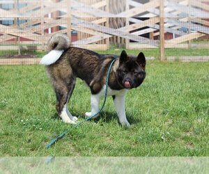 Akita Dogs for adoption in Chestertown, MD, USA