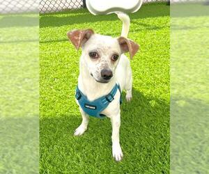 Chihuahua-Unknown Mix Dogs for adoption in Naples, FL, USA