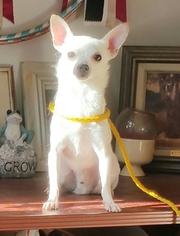 Chihuahua Dogs for adoption in Yucaipa, CA, USA