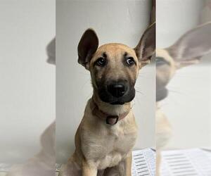 German Shepherd Dog-Unknown Mix Dogs for adoption in Bakersfield, CA, USA