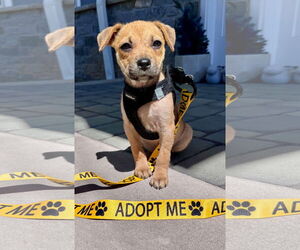 Beagle-Chihuahua Mix Dogs for adoption in pomfret, CT, USA