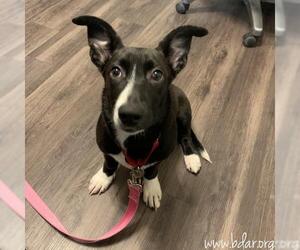 Basset Hound-Unknown Mix Dogs for adoption in Cheyenne, WY, USA
