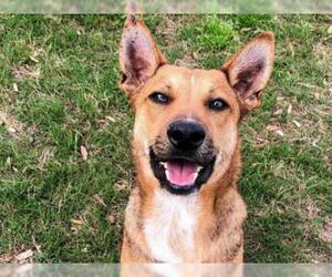 Black Mouth Cur-Unknown Mix Dogs for adoption in Sugar Land, TX, USA