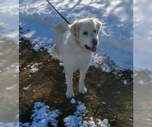 Great Pyrenees Dogs for adoption in Evergreen, CO, USA