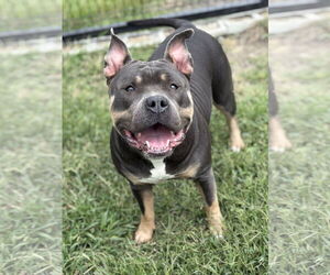 American Bulldog-Unknown Mix Dogs for adoption in Virginia Beach, VA, USA