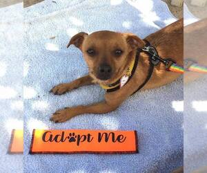 Doxie-Pin Dogs for adoption in Santa Cruz, CA, USA