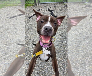 American Staffordshire Terrier Dogs for adoption in Sayreville, NJ, NJ, USA