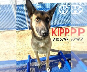 German Shepherd Dog Dogs for adoption in HESPERIA, CA, USA