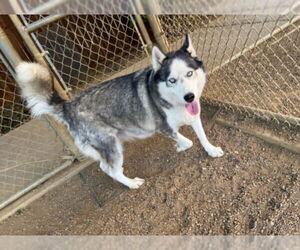 - Mix Dogs for adoption in Plano, TX, USA