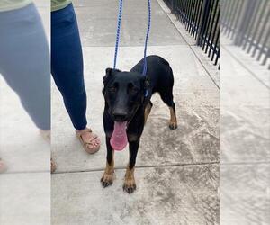 German Shepherd Dog Dogs for adoption in Stockton, CA, USA