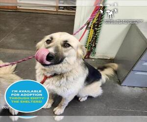 Anatolian Shepherd-Unknown Mix Dogs for adoption in Santa Cruz, CA, USA