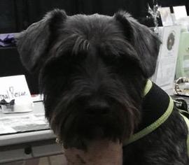 Medium Photo #1 Irish Terrier Puppy For Sale in Claremore, OK, USA