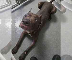 Mastiff-Unknown Mix Dogs for adoption in Glen Allen, VA, USA