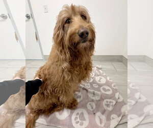 Poodle (Standard) Dogs for adoption in Dumont, NJ, USA