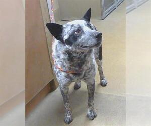 Mutt Dogs for adoption in Sacramento, CA, USA