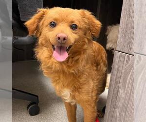 Maltipoo Dogs for adoption in Alameda, CA, USA