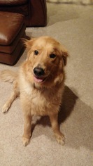 Golden Retriever Dogs for adoption in Lorain, OH, USA