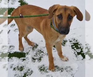Mutt Dogs for adoption in Murfreesboro, TN, USA