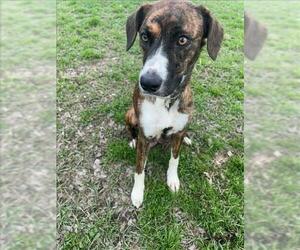 Boxer-Unknown Mix Dogs for adoption in Conroe, TX, USA