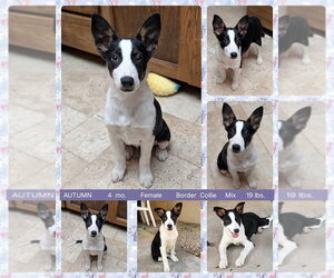 Border Collie-Unknown Mix Dogs for adoption in Mesa, AZ, USA