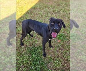 Labrador Retriever-Unknown Mix Dogs for adoption in Grovetown, GA, USA