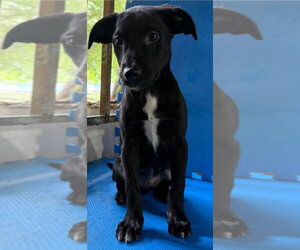 Labrador Retriever-Unknown Mix Dogs for adoption in Virginia Beach, VA, USA
